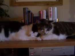 Roman and Savannah taking a nap on top of the TV stand a few years back.