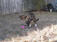 Shelby playing with a pink tennis ball