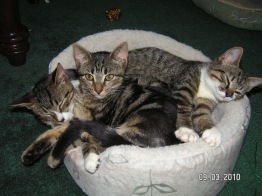 Shelby, Sable, and Isabelle all stuffed into one cat bed (6 months old here)