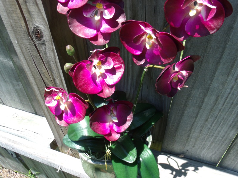 Close Up - Orchids